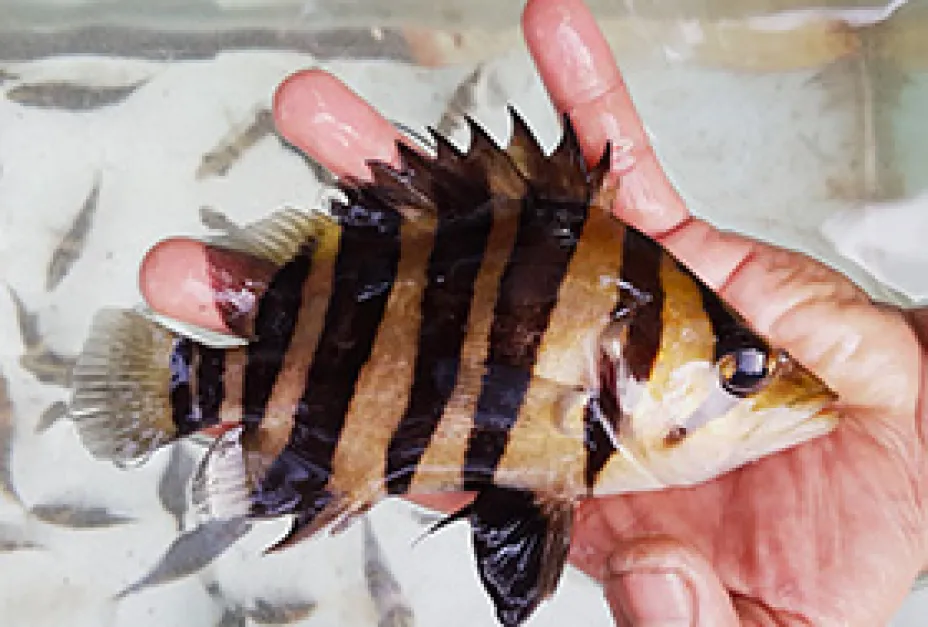 Wild Caught Fishes 4 Bar Sumatra Tigerfish Grade AA 4 bar tigerfish sumatra grade a