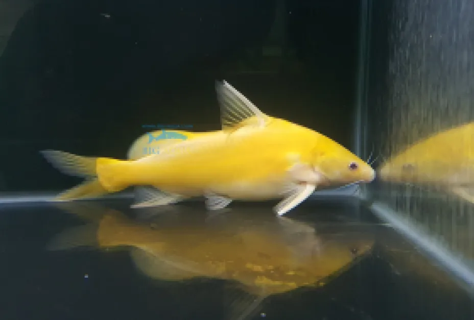 Rare Colour Morph Albino Marble Lancer Catfish albino marble lancer catfish