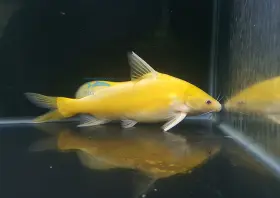 Albino Marble Lancer Catfish