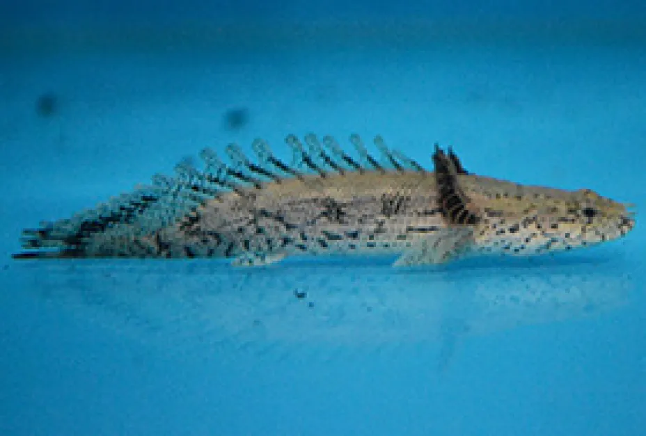 Captive Breed Fishes Polypterus Endlicherri endlicherri bichir