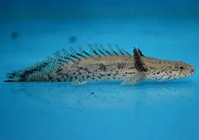 Polypterus Endlicherri