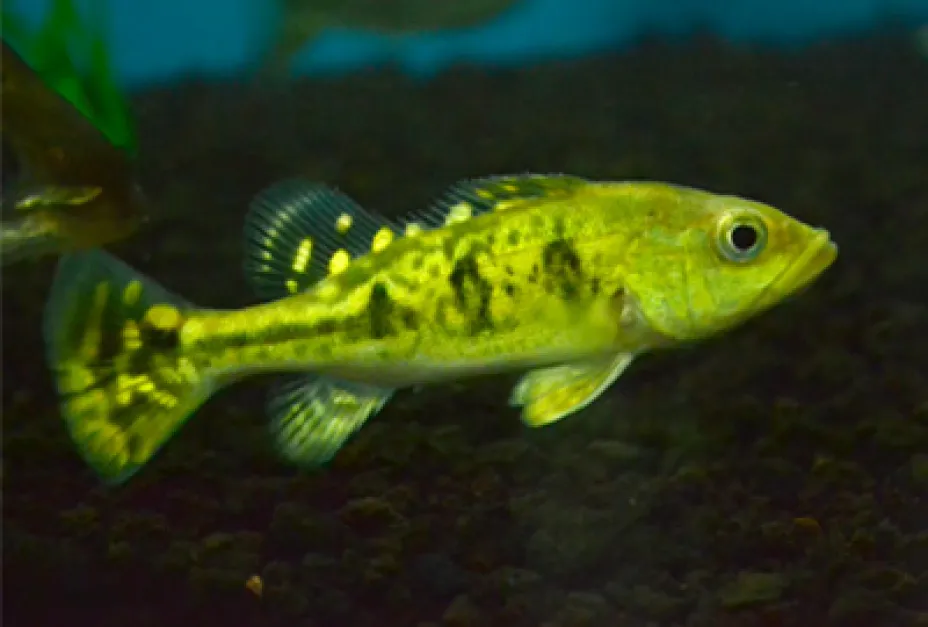 Captive Breed Fishes Golden Kelberi Bahia A Grade golden kelberi bahia