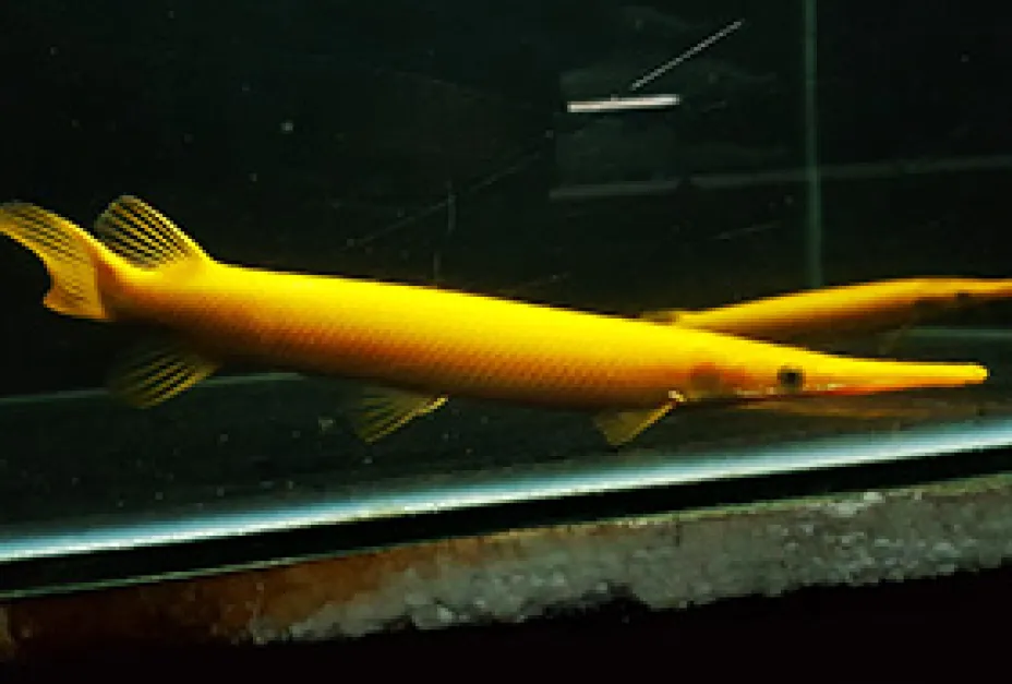 Rare Colour Morph Golden Xanthic Florida Gar golden xanthic florida gar