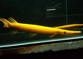 Golden Xanthic Florida Gar