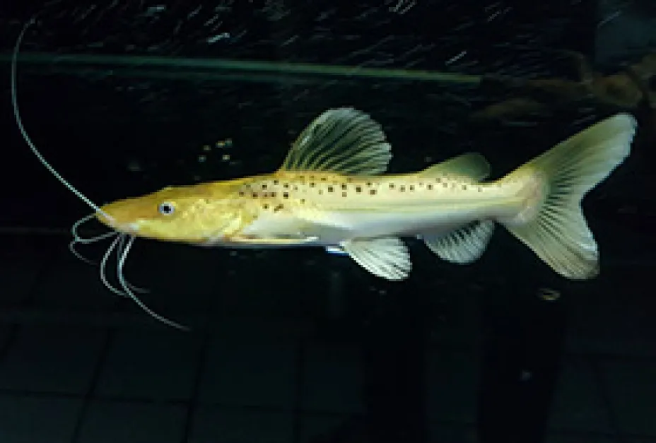 Rare Colour Morph Platinum Leopard Catfish platinum leopard catfish