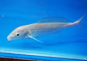 Platinum Dolphin Fish