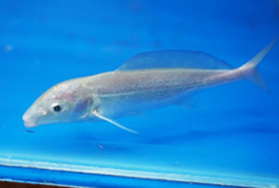 Rare Colour Morph Platinum Dolphin Fish platinum morymyrus dolphin fish