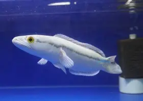 Platinum Snow White Giant Snakehead