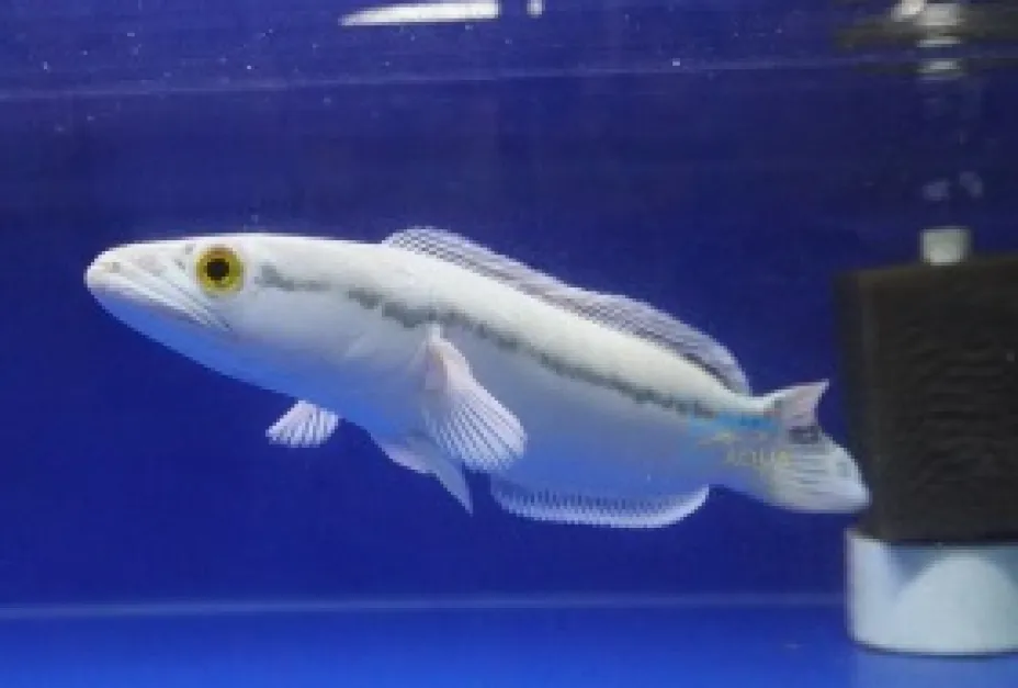 Rare Colour Morph Platinum Snow White Giant Snakehead platinum snow white giant snakehead