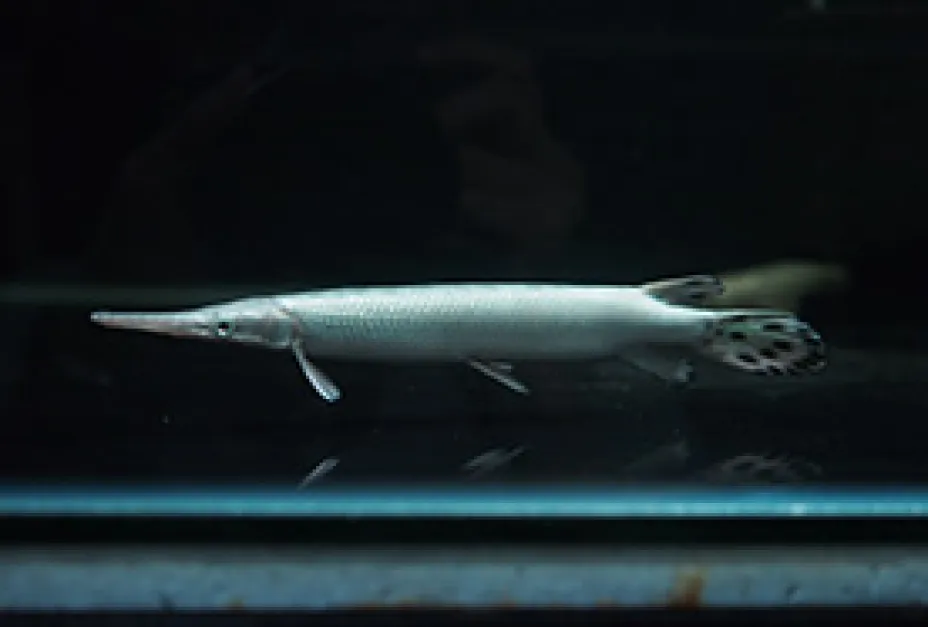 Rare Colour Morph Platinum Spotted Gar platinum spotted gar export