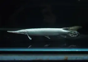 Platinum Spotted Gar