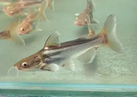 Red Tail Catfish x Pangasius Sp Hybrid