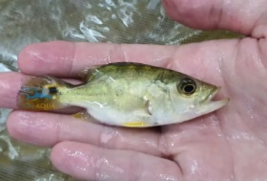 Rare Body Morph Short Body Peacock Bass short body cichla