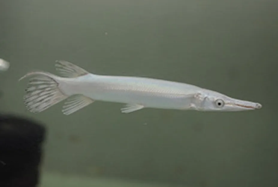 Rare Colour Morph Snow Alligator Gar AA Grade snow alligator gar export