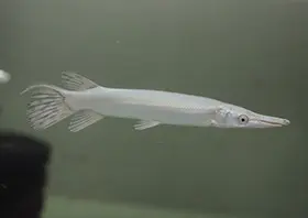 Snow Alligator Gar AA Grade