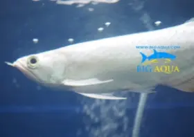 Platinum Snow Asian Arowana