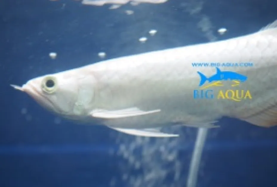 Rare Colour Morph Platinum Snow Asian Arowana snow asian arowana