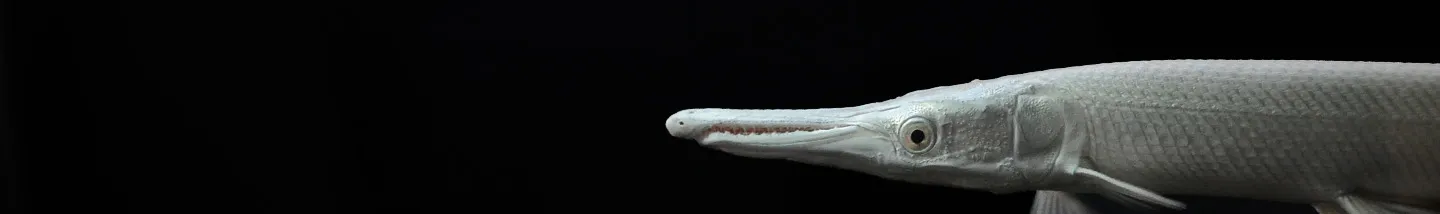 Breeding PLATINUM ALLIGATOR GAR snow gar 2