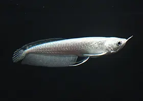 Snow Silver Arowana