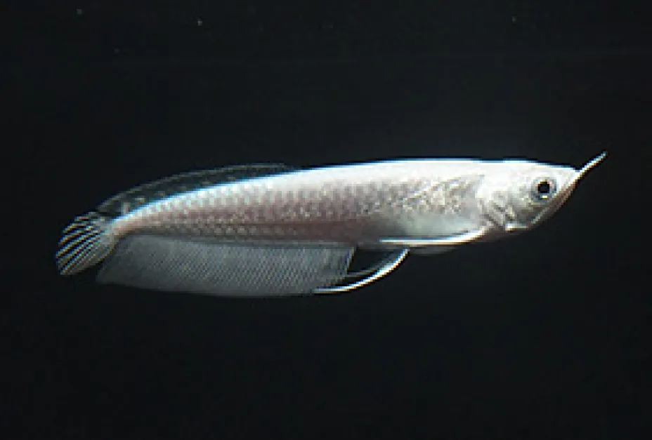 Rare Colour Morph Snow Silver Arowana snow silver arowana