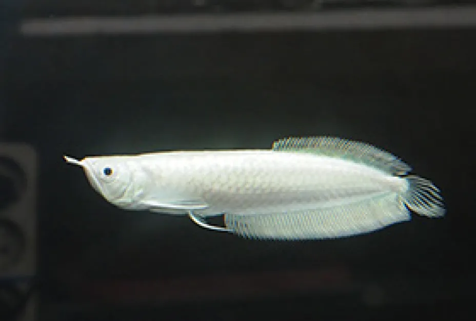 Rare Colour Morph Snow Silver Arowana snow silver arowana export