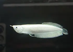 Snow Silver Arowana