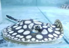 Big Aqua Snow Diamond Stingray