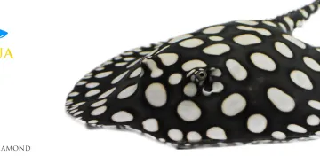 Slideshow BIG SPOT BLACK DIAMOND stingray