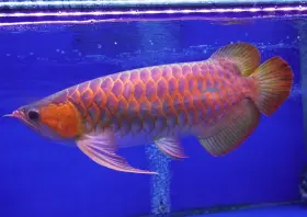 AA Grade Super Red Arowana