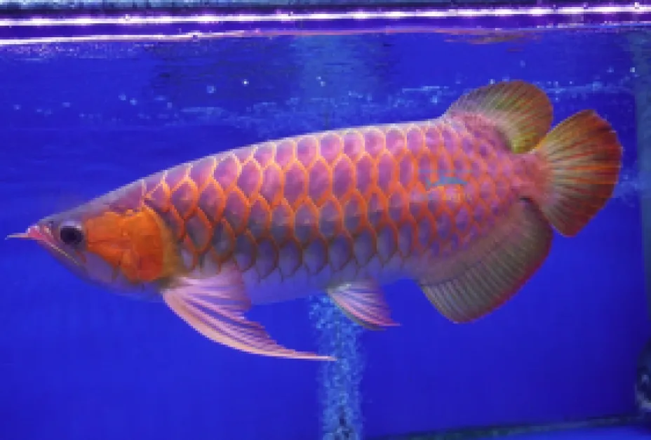Captive Breed Fishes AA Grade Super Red Arowana super red arowana aa grade