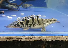 Short body Delhezi Bichir Grade AA