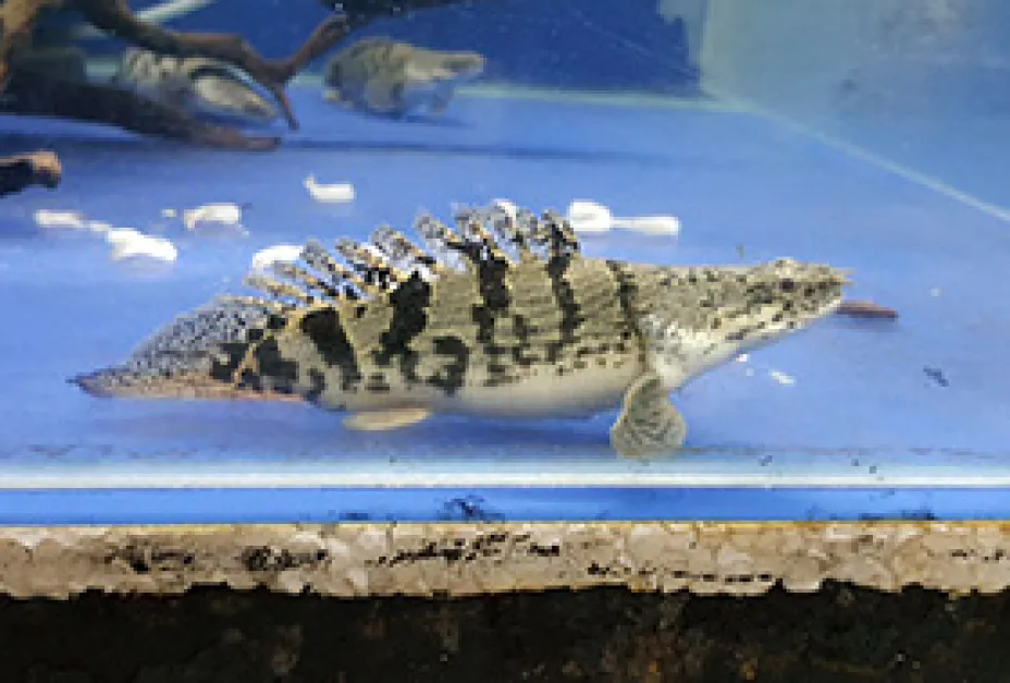 Rare Body Morph Short body Delhezi Bichir Grade AA super shortbody delhezi bichir grade a