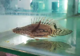 Short body Endlicherri Bichir Grade AAA