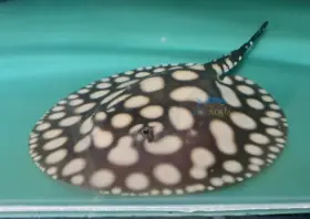 Big Aqua Snow Diamond Stingray