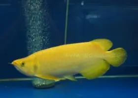 Xanthic Asian Arowana