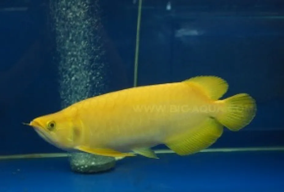 Rare Colour Morph Xanthic Asian Arowana xanthic asian arowana