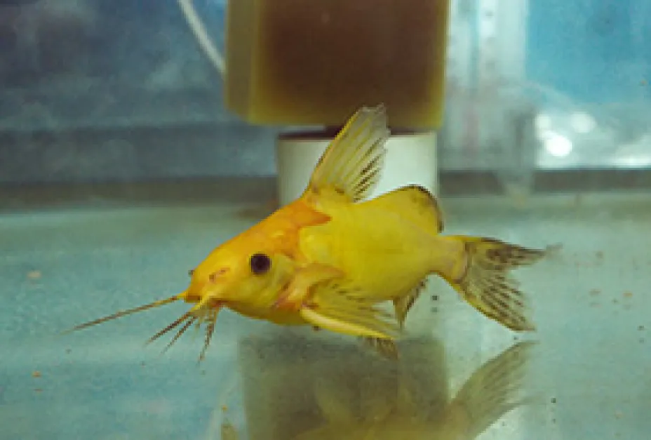 Rare Colour Morph Xanthic Synodontis Nigriita xanthic synodontis nigriita yellow