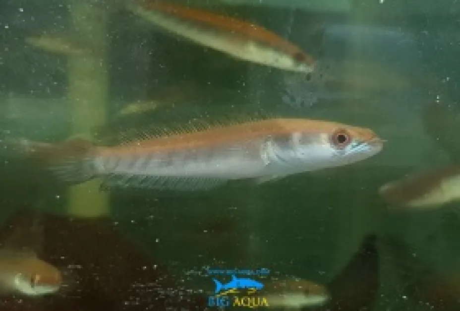 Wild Caught Fishes Channa Yellow Maruliodes Juvenile yellow maruliodes juvenile